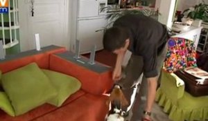 Des chiens entraînés à trouver des punaises de lit