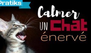 Conseils véto - Comment calmer un chat énervé ?