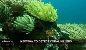 Une technologie pour identifier les maladies du corail