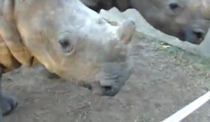 À quoi ressemble les cris d'un bébé rhinocéros ?