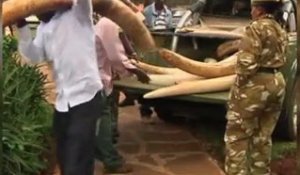 Saisies record d'ivoire : les éléphants en danger