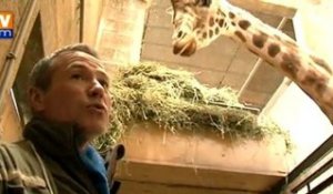 Vague de froid : des animaux du zoo de Thoiry consignés en intérieur