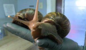 Beurk ! Des escargots géants et gloutons attaquent Miami
