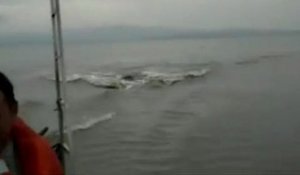 Course poursuite entre deux hippopotames et un bateau de touristes