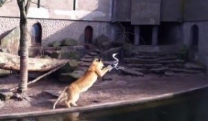 Zoo : un lion attrape un oiseau héron