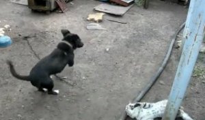 Amusante bagarre entre un chien et un chat