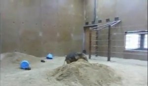 Des éléphants s'amusent dans le sable