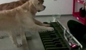 2 chiens jouent La Valse des Puces au piano