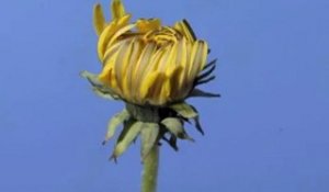 Time Lapse Fleur Pissenlit