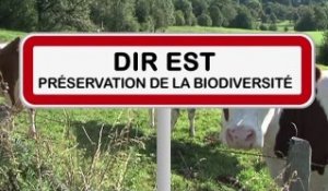 Préservation de la biodiversité en DIREST direction interdépartementale des routes est fauchage raisonné et recensement de la mortalité animale sur les routes.