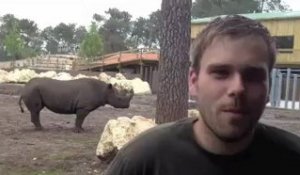 Deux rhinocéros noirs arrivent sur le bassin d'Arcachon