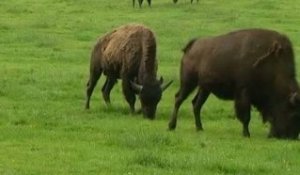 Des rêves de bisons au coeur du Pays de Bray (2/5)