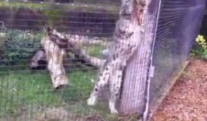 Léopard au zoo mange un écureuil