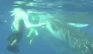 Australie : "J'ai nagé avec le requin-baleine"