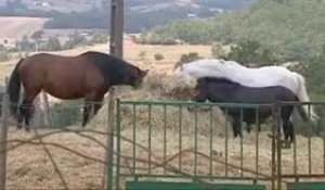 Pour sauver les chevaux maltraités