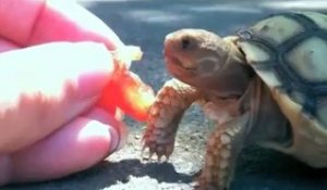 Kevin, la tortue qui mange une tomate !