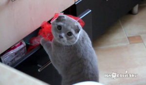 Un chat grillé en train de voler dans un tiroir