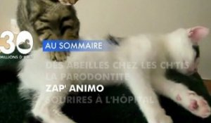 Sommaire émission 30 Millions d'Amis 13/10/2012