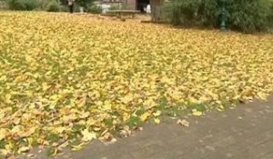 Rouen :  que deviennent les feuilles mortes des villes ?