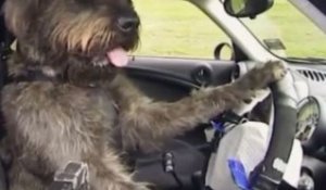 Insolite : Des chiens qui conduisent des vraies voitures !