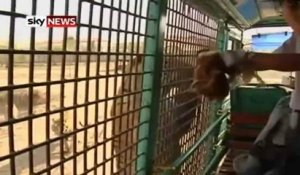Cruauté animale dans un Zoo en Chine