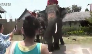 Elephant mange un téléphone portable