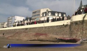 Une baleine de 18 m échouée aux Sables d' Olonne