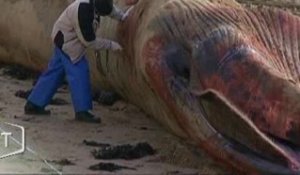 Une baleine s’échoue à La Tanchet (Vendée)