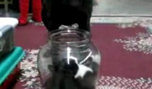 Un chat dans un bocal mâte un chien