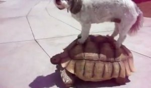 Le taxi-tortue