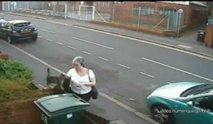 Merlin Le Chat Qui Ronronne Le Plus Fort Au Monde Sur Orange Videos