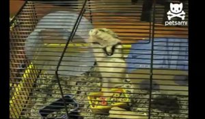 Evasion d'un hamster