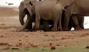 Sauvetage d'un éléphanteau