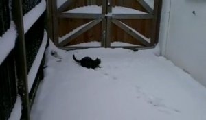 Le chat qui découvre la neige