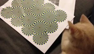 Un chat voit une illusion d'optique