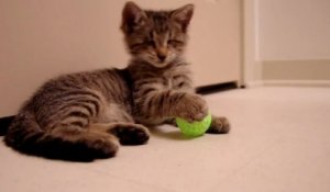 Un chaton aveugle touche un jouet pour la première fois