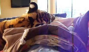 Se reveiller avec un tigre dans son lit