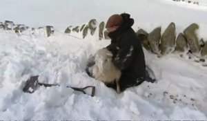 Des moutons bloqués 3 jours sous la neige