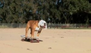 Dog can ride on Skateboard, Skimboard and Snowboard ! - 2011