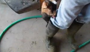 Chèvre qui se prend pour un coq