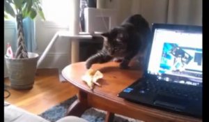 Le chat et la banane