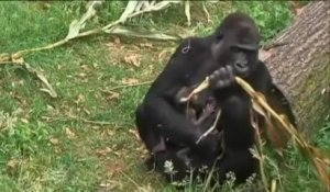 Pays-Bas : Une mère gorille a mis au monde des jumeaux