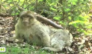 La Montagne des Singes (le macaque de Barbarie)