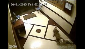 Un léopard attaque un chien à la gorge!