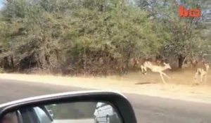 Chassé par deux guépards, un impala saute dans une voiture