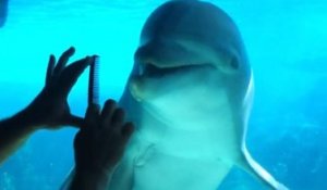 Il communique avec des dauphins en grattant un peigne !