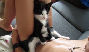 Le chaton le plus mignon du monde qui dort assis sur les jambes de son maître...