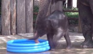 Bébé éléphant joue dans une piscine gonflable