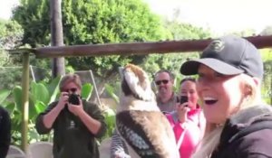 Un kookaburra rit avec les visiteurs d'un zoo