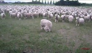 Un troupeau de moutons réagit à un discours... HILARANT!!!